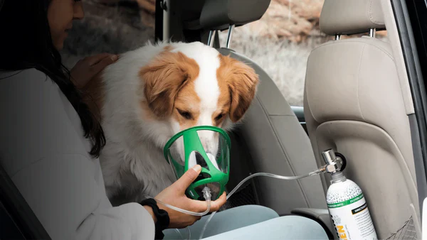 Understanding Seizures in Dogs and Natural Treatment Options