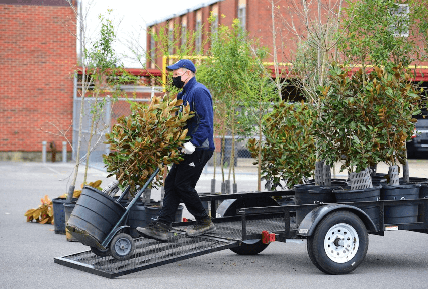 When Is the Best Time to Plant Trees in New Orleans?