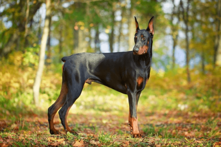 What Are the Drawbacks of Owning a Doberman Breeder?