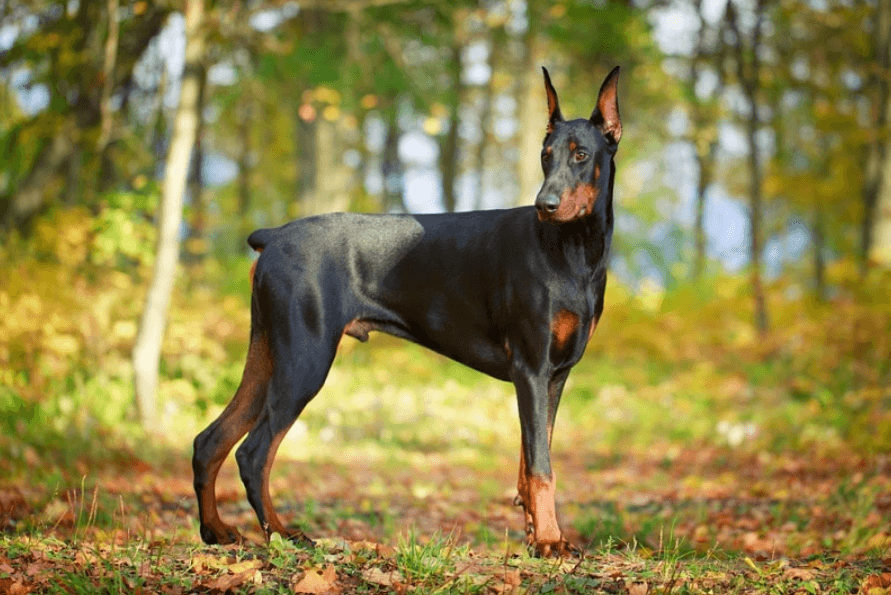 What Are the Drawbacks of Owning a Doberman Breeder?