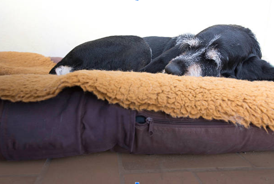 Protect Your Pet’s Comfort with the Perfect Dog Mattress Cover