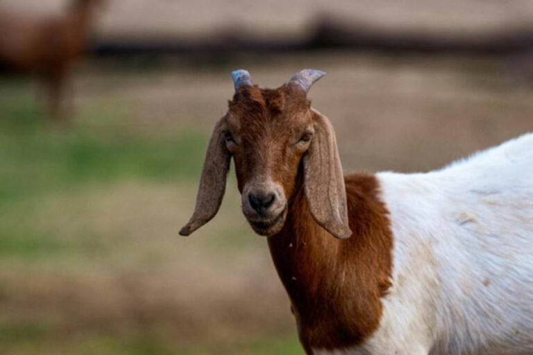 How Do Seasonal Changes Influence the Need for Joint Care in Goats?