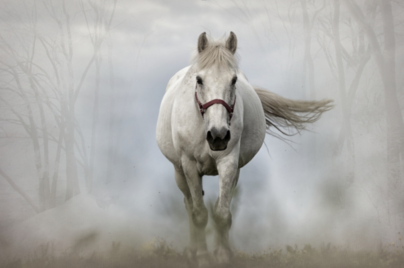 Do All Horses Need Joint Supplements?