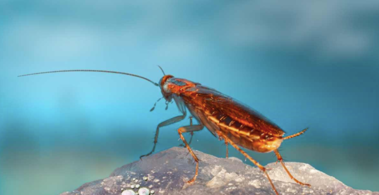Why do cockroach sightings increase at night but disappear during the day?